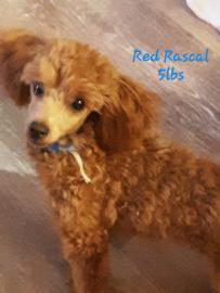 Red Rascal