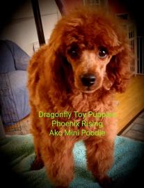 AKC Mini Poodle
Intense Red