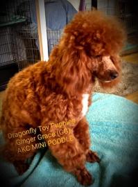 AKC Mini Poodle

Intense Red