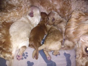 Reserve Now!!! New litter born 8/24/22. Red/apricot toy/mini Maltipoo 3/4 poodle , 1/4 maltese . 3 males. Mom Cherry Pie and Dad AKC Lil Rascal. Ready November 2-5. The Woodlands Tx. Shipping options available. (Males, Cream/white, Dark Deep red teacup, light red)