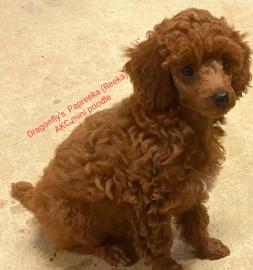 AKC Mini Poodle

 Intense Red