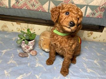 AKC Mini Poodle

Intense Red